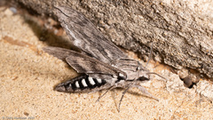 Sphinx libocedrus