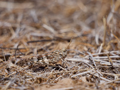 Trimerotropis pseudofasciata