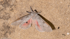 Syssphinx heiligbrodti