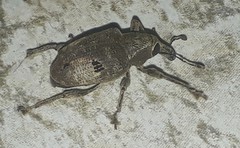 Molytinae