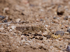 Trimerotropis pseudofasciata
