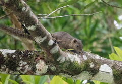 Callosciurus orestes