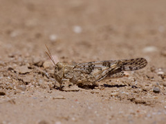Trimerotropis pseudofasciata