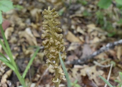 Image of Neottia papilligera by (c) Repina Tatyana, some rights reserved (CC BY)