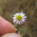 Purple Burr-Daisy - Photo (c) Harry Rose, some rights reserved (CC BY)