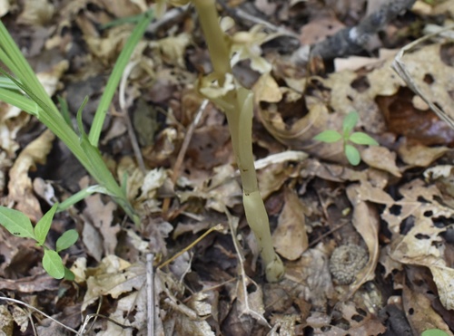 Image of Neottia papilligera by (c) Repina Tatyana, some rights reserved (CC BY)