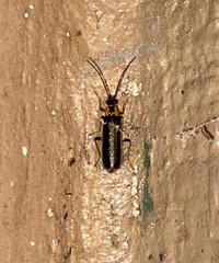 Rhagonycha lineola