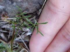 Conopodium pyrenaeum
