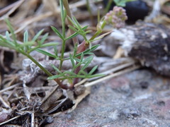 Conopodium pyrenaeum