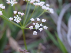 Conopodium pyrenaeum