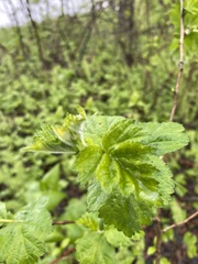 Crataegus maximowiczii