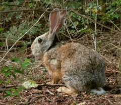 Lepus nigricollis