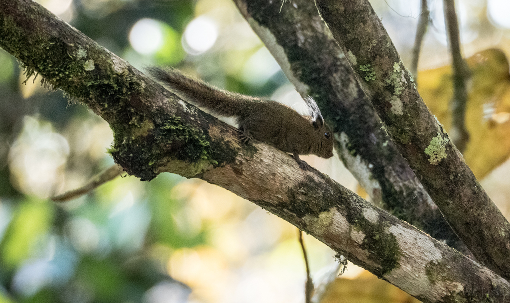 Tufted Pygmy Squirrel