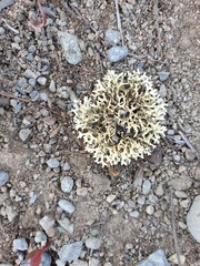 Xanthoparmelia reptans