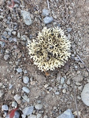 Xanthoparmelia reptans