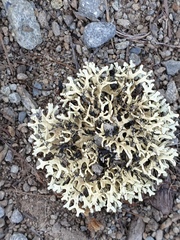 Xanthoparmelia reptans