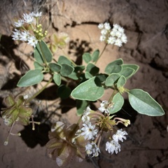 Tripterocalyx carneus