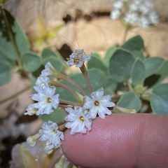 Tripterocalyx carneus