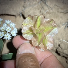 Tripterocalyx carneus