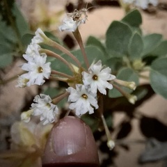 Tripterocalyx carneus