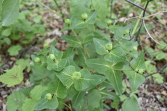 Euphorbia hylonoma