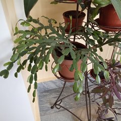 Rhipsalidopsis gaertneri