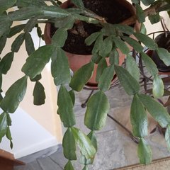 Rhipsalidopsis gaertneri