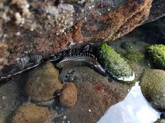 Acanthoclinus fuscus