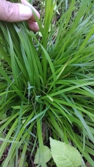 Carex gracilescens