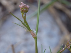 Conopodium pyrenaeum