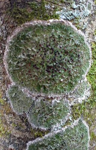 Phyllopsora corallina image
