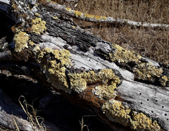 Podostictina pickeringii