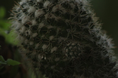 Mammillaria karwinskiana