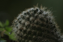 Mammillaria karwinskiana