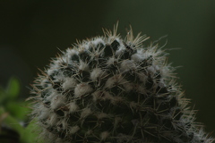Mammillaria karwinskiana