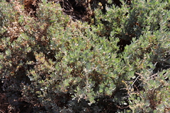 Atriplex vestita