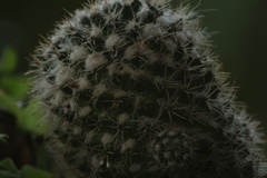Mammillaria karwinskiana