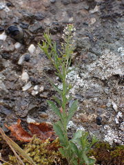 Lepidium virginicum menziesii