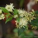 Backhousia myrtifolia - Photo (c) Tatters ❀, algunos derechos reservados (CC BY-SA)