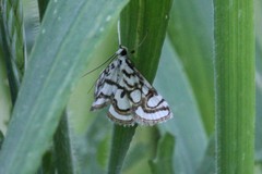 Nymphula nitidulata