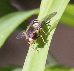 Parhelophilus flavifacies