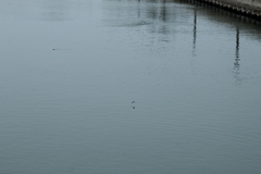 Tachycineta albilinea