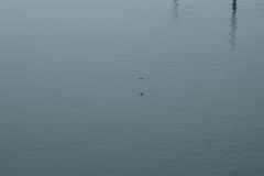 Tachycineta albilinea