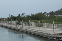 Tachycineta albilinea