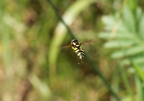 Superb Ant-hill Hoverfly, 5595 Leende, Nederland, photo 5 of 10