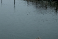 Tachycineta albilinea