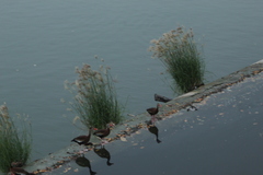 Tachycineta albilinea