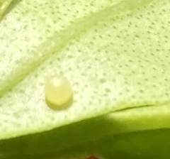 Papilio demoleus malayanus