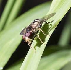 Parhelophilus flavifacies