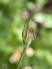Carex geyeri